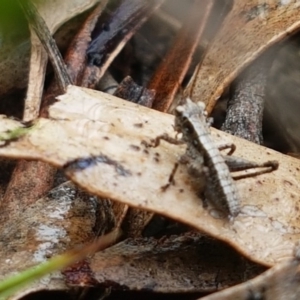 Nanodectes harpax at Cook, ACT - 23 Sep 2020