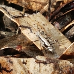 Nanodectes harpax at Cook, ACT - 23 Sep 2020