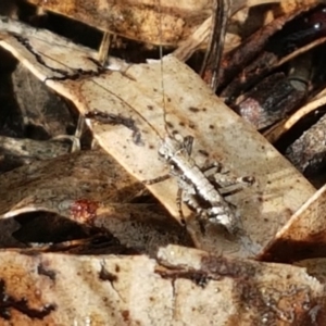 Nanodectes harpax at Cook, ACT - 23 Sep 2020