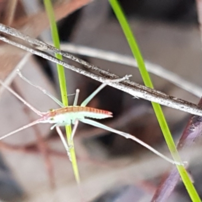 Polichne parvicauda (Short-tailed Polichne) at Cook, ACT - 23 Sep 2020 by tpreston