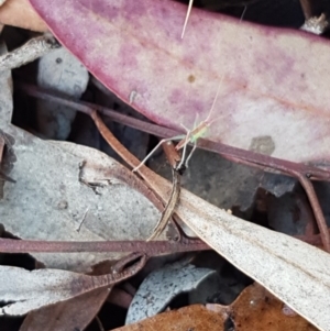 Polichne parvicauda at Cook, ACT - 23 Sep 2020 03:52 PM