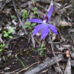 Cyanicula caerulea (Blue Fingers, Blue Fairies) at Bruce, ACT - 23 Sep 2020 by Wen