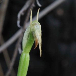 Pterostylis nutans at Acton, ACT - 23 Sep 2020