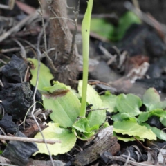 Pterostylis nutans at Acton, ACT - 23 Sep 2020