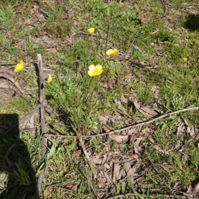 Ranunculus sp. (Buttercup) at Forde, ACT - 23 Sep 2020 by Kym