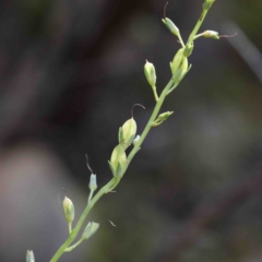 Veronica perfoliata (Digger's Speedwell) at Acton, ACT - 23 Sep 2020 by ConBoekel