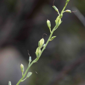 Veronica perfoliata at Acton, ACT - 23 Sep 2020