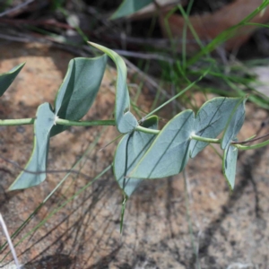 Veronica perfoliata at Acton, ACT - 23 Sep 2020