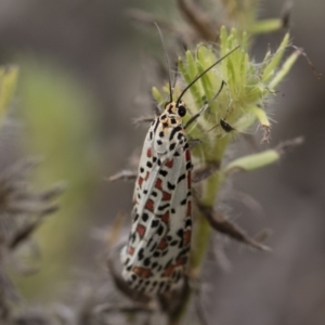 Utetheisa pulchelloides at Michelago, NSW - 17 Mar 2019 12:37 PM