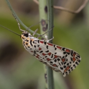 Utetheisa pulchelloides at Michelago, NSW - 17 Mar 2019