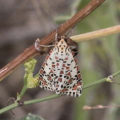 Utetheisa pulchelloides at Michelago, NSW - 17 Mar 2019