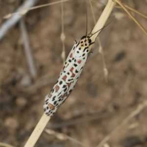 Utetheisa pulchelloides at Michelago, NSW - 17 Mar 2019 12:37 PM