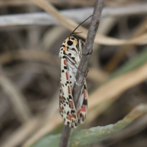 Utetheisa pulchelloides at Michelago, NSW - 17 Mar 2019 12:37 PM