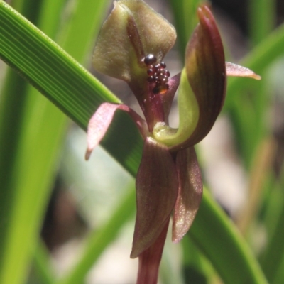 Chiloglottis trapeziformis (Diamond Ant Orchid) at Gundaroo, NSW - 21 Sep 2020 by MaartjeSevenster