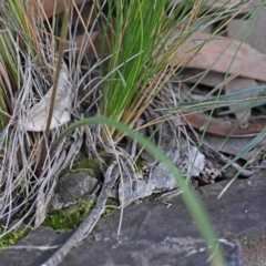 Caladenia ustulata at Acton, ACT - suppressed