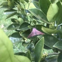 Oenochroma vinaria (Pink-bellied Moth, Hakea Wine Moth) at Berry, NSW - 8 Aug 2020 by Username279