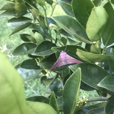 Oenochroma vinaria (Pink-bellied Moth, Hakea Wine Moth) at Berry, NSW - 8 Aug 2020 by Username279