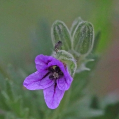 Erodium botrys (Long Storksbill) at O'Connor, ACT - 18 Sep 2020 by ConBoekel