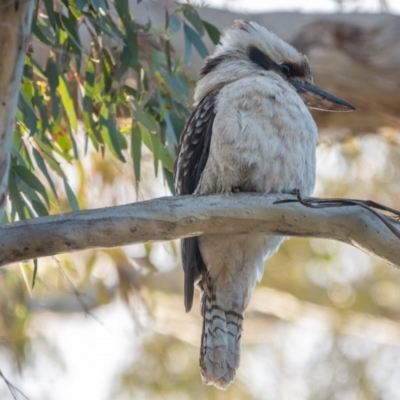 Dacelo novaeguineae (Laughing Kookaburra) at Mount Majura - 22 Sep 2020 by sbittinger