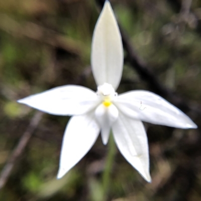Glossodia major (Wax Lip Orchid) at Sutton, NSW - 23 Sep 2020 by Marchien