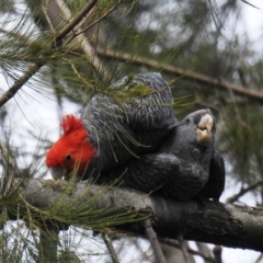 Callocephalon fimbriatum (Gang-gang Cockatoo) at Acton, ACT - 23 Sep 2020 by HelenCross