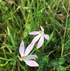 Caladenia carnea (Pink Fingers) at Wodonga - 23 Sep 2020 by Alburyconservationcompany