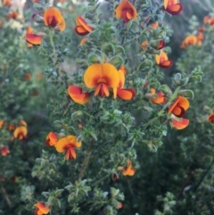 Pultenaea foliolosa (Small Leaf Bushpea) at Wodonga, VIC - 23 Sep 2020 by Alburyconservationcompany