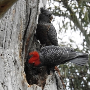 Callocephalon fimbriatum at Acton, ACT - suppressed