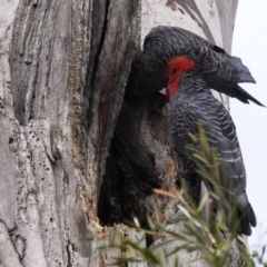 Callocephalon fimbriatum at Acton, ACT - suppressed