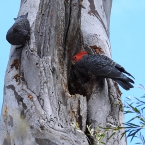 Callocephalon fimbriatum at Acton, ACT - suppressed