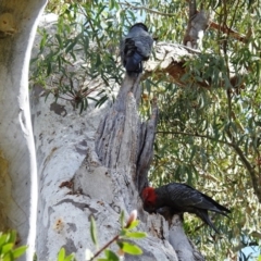 Callocephalon fimbriatum at Acton, ACT - suppressed