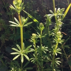 Galium aparine (Goosegrass, Cleavers) at Wodonga - 23 Sep 2020 by Alburyconservationcompany