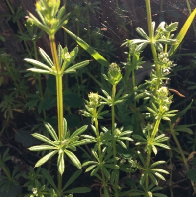 Galium aparine (Goosegrass, Cleavers) at Wodonga - 23 Sep 2020 by Alburyconservationcompany