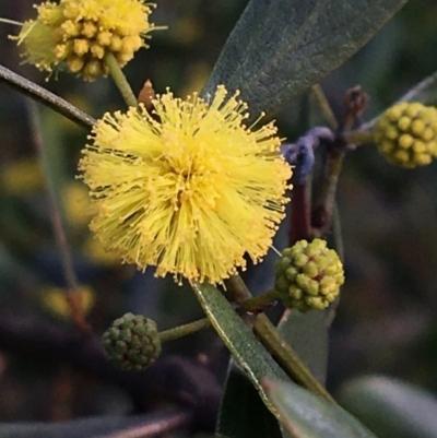 Acacia verniciflua (Varnish Wattle) at Wodonga - 23 Sep 2020 by Alburyconservationcompany