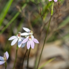 Caladenia carnea (Pink Fingers) at Penrose, NSW - 15 Sep 2020 by Aussiegall