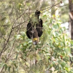 Calyptorhynchus lathami (Glossy Black-Cockatoo) at Penrose - 16 Sep 2020 by Aussiegall