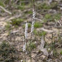 Epacris pulchella (Wallum Heath) at Penrose - 17 Sep 2020 by Aussiegall