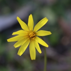 Microseris walteri at Gundaroo, NSW - 21 Sep 2020