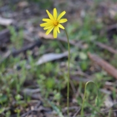 Microseris walteri at Gundaroo, NSW - 21 Sep 2020 06:17 PM