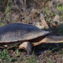 Chelodina longicollis at Gundaroo, NSW - 21 Sep 2020