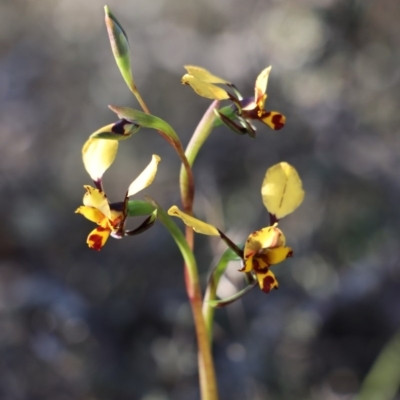 Diuris pardina (Leopard Doubletail) at Gundaroo, NSW - 21 Sep 2020 by Gunyijan