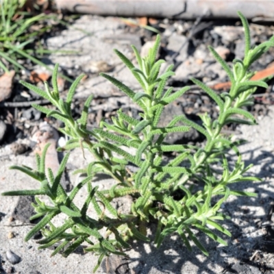 Chloanthes stoechadis at Budgong, NSW - 23 Sep 2020 by plants