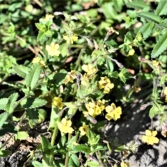 Goodenia heterophylla subsp. eglandulosa (Variable Goodenia) at Budgong, NSW - 23 Sep 2020 by plants