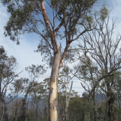 Eucalyptus rubida subsp. rubida (Candlebark) at Clear Range, NSW - 12 Sep 2020 by IdleWanderer