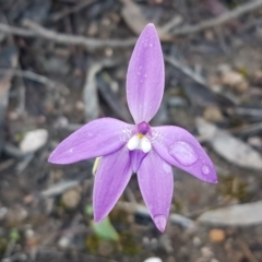 Glossodia major (Wax Lip Orchid) at O'Connor, ACT - 24 Sep 2020 by trevorpreston