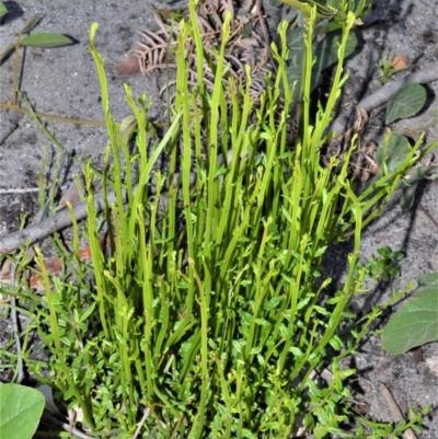 Amperea xiphoclada (Broom Spurge) at Budgong, NSW - 23 Sep 2020 by plants