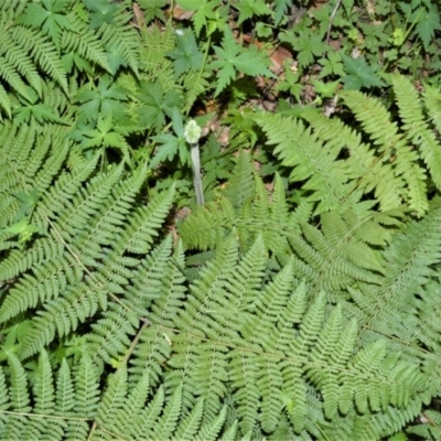 Hypolepis glandulifera (Downy Ground Fern) at Budgong, NSW - 23 Sep 2020 by plants