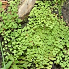 Adiantum aethiopicum (Common Maidenhair Fern) at Budgong, NSW - 23 Sep 2020 by plants