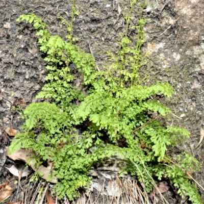 Lindsaea microphylla (Lacy Wedge-fern) at Budgong, NSW - 23 Sep 2020 by plants