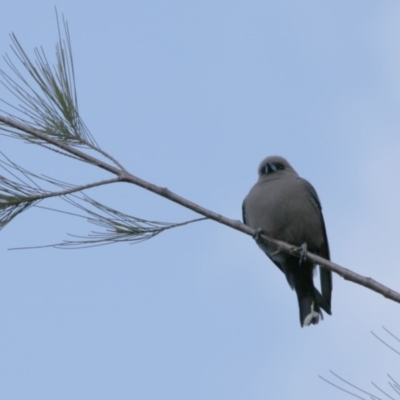 Artamus cyanopterus (Dusky Woodswallow) at Belconnen, ACT - 24 Sep 2020 by AllanS